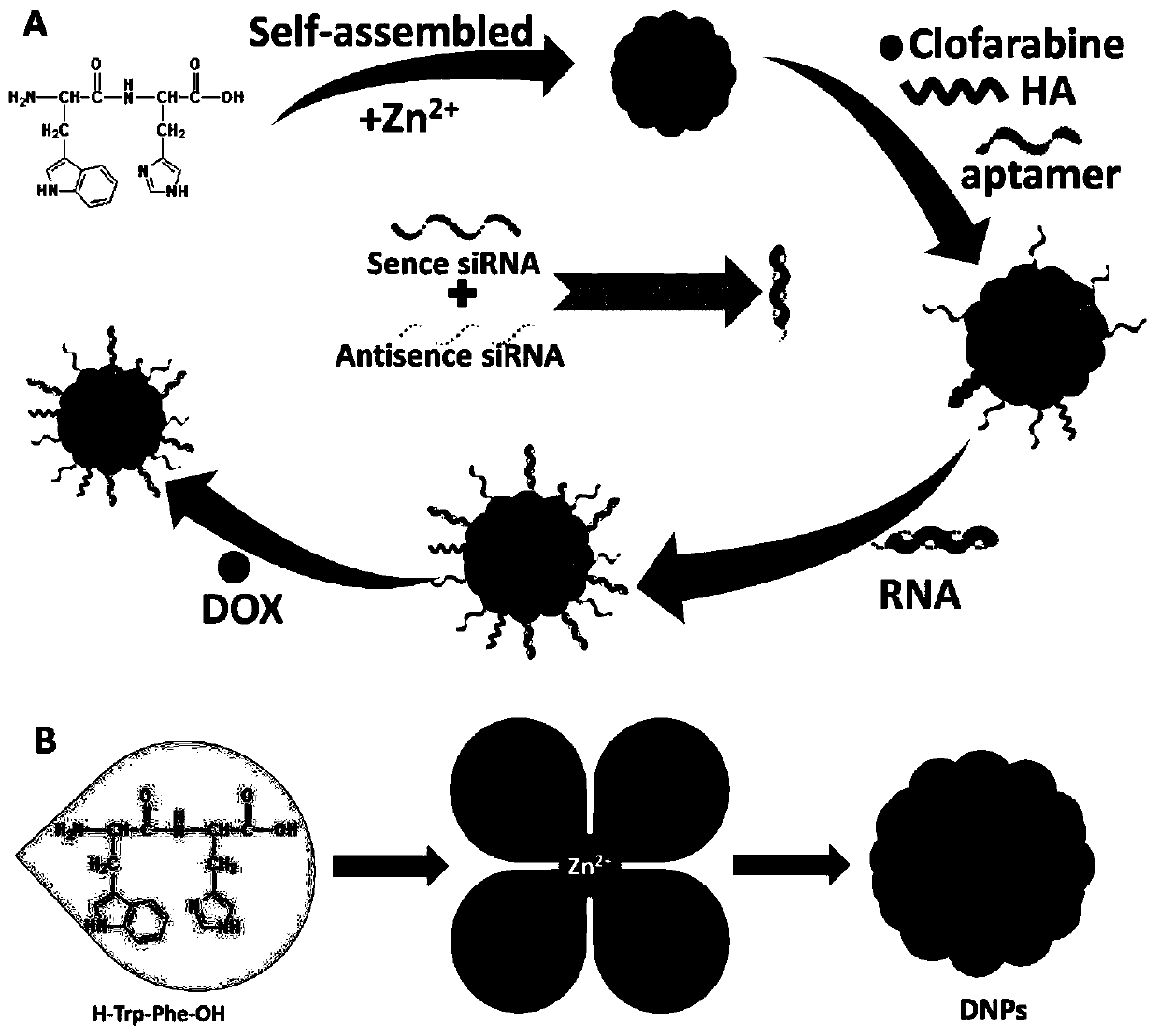 Peptide nanoparticles capable of realizing lysosome escape as well as preparation method and application of peptide nanoparticles