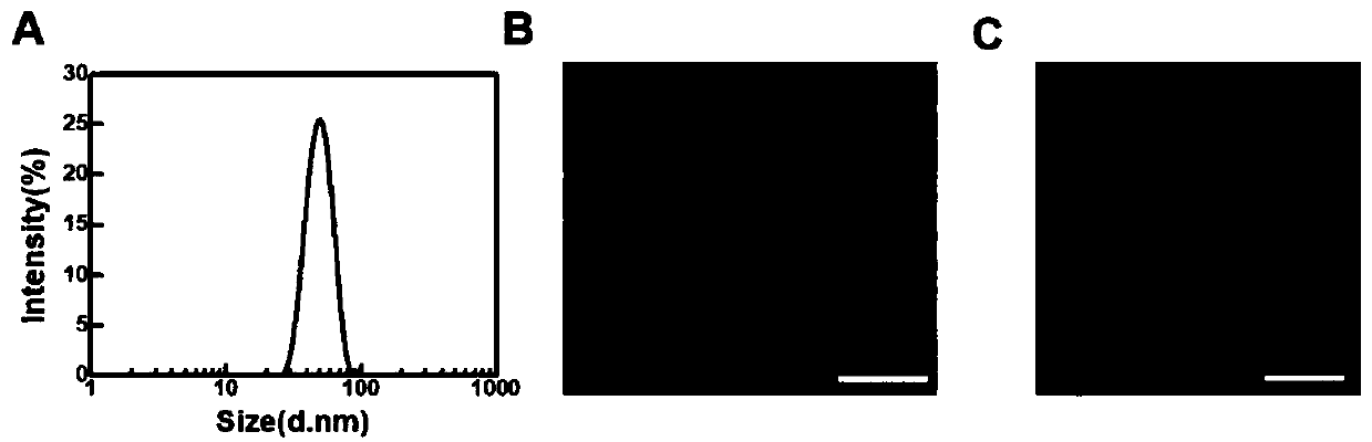 Peptide nanoparticles capable of realizing lysosome escape as well as preparation method and application of peptide nanoparticles