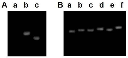 Peptide nanoparticles capable of realizing lysosome escape as well as preparation method and application of peptide nanoparticles