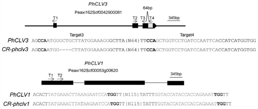 Application of PhCLV3 and PhCLV1 genes in regulating ornamental value of petunia plants