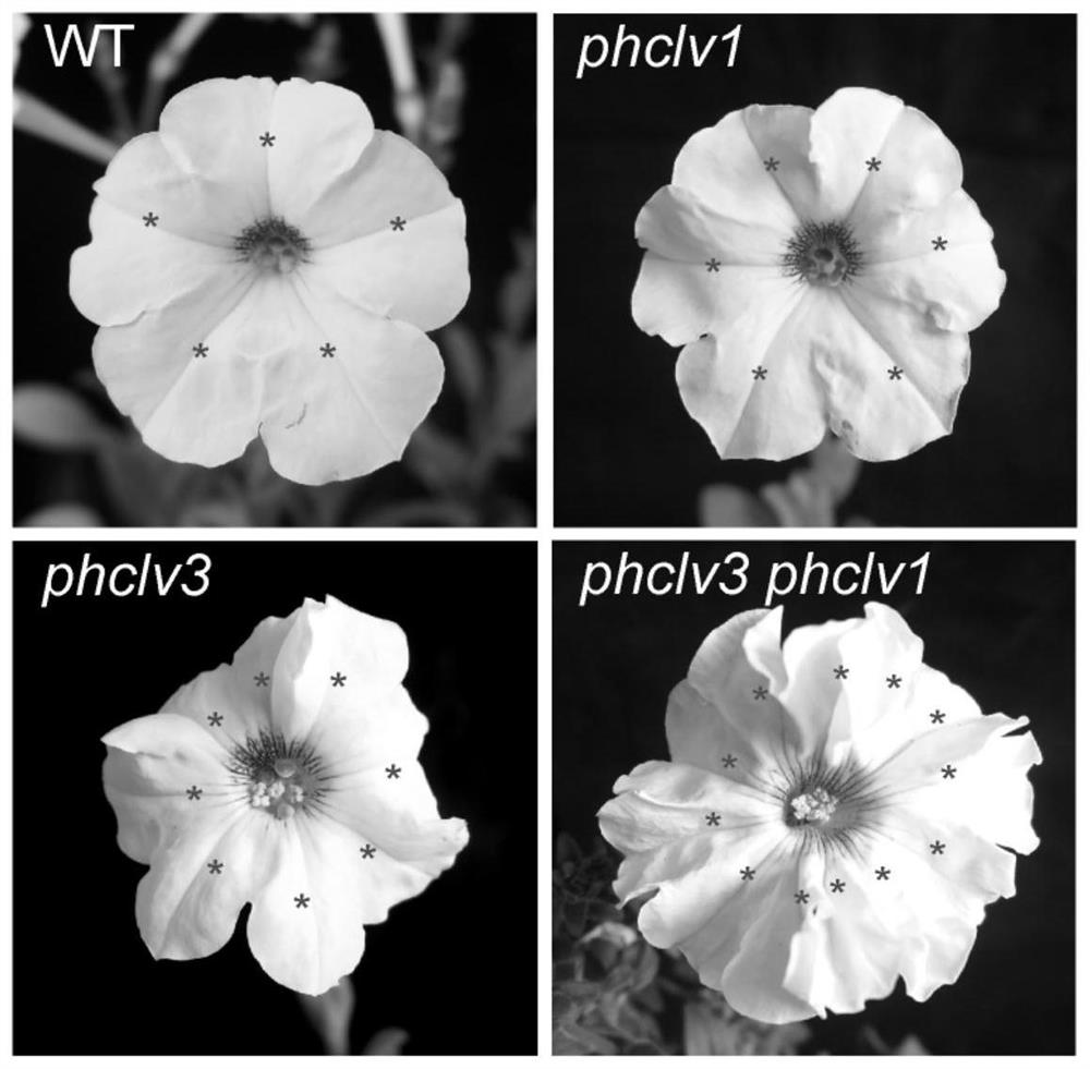 Application of PhCLV3 and PhCLV1 genes in regulating ornamental value of petunia plants