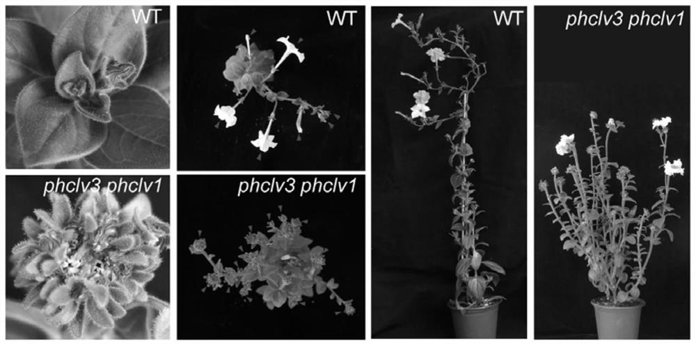 Application of PhCLV3 and PhCLV1 genes in regulating ornamental value of petunia plants