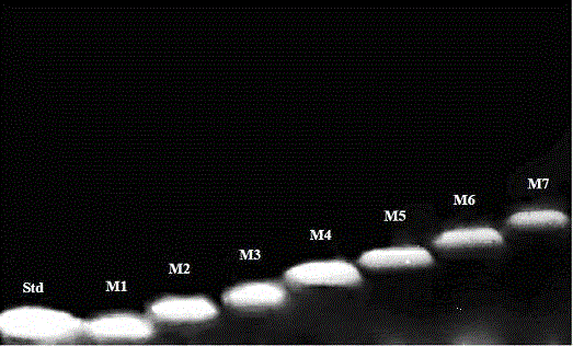 Method for preparing alginate oligosaccharide monomers by using microwave radiation