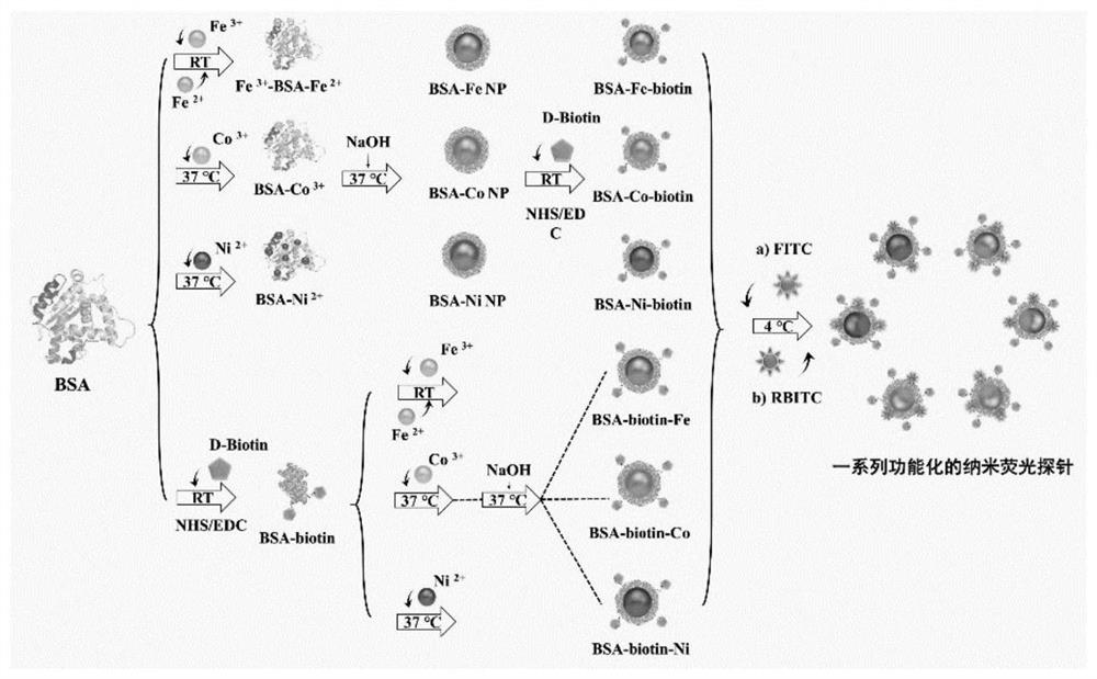 Transition metal oxide nanoprobe, preparation method and application