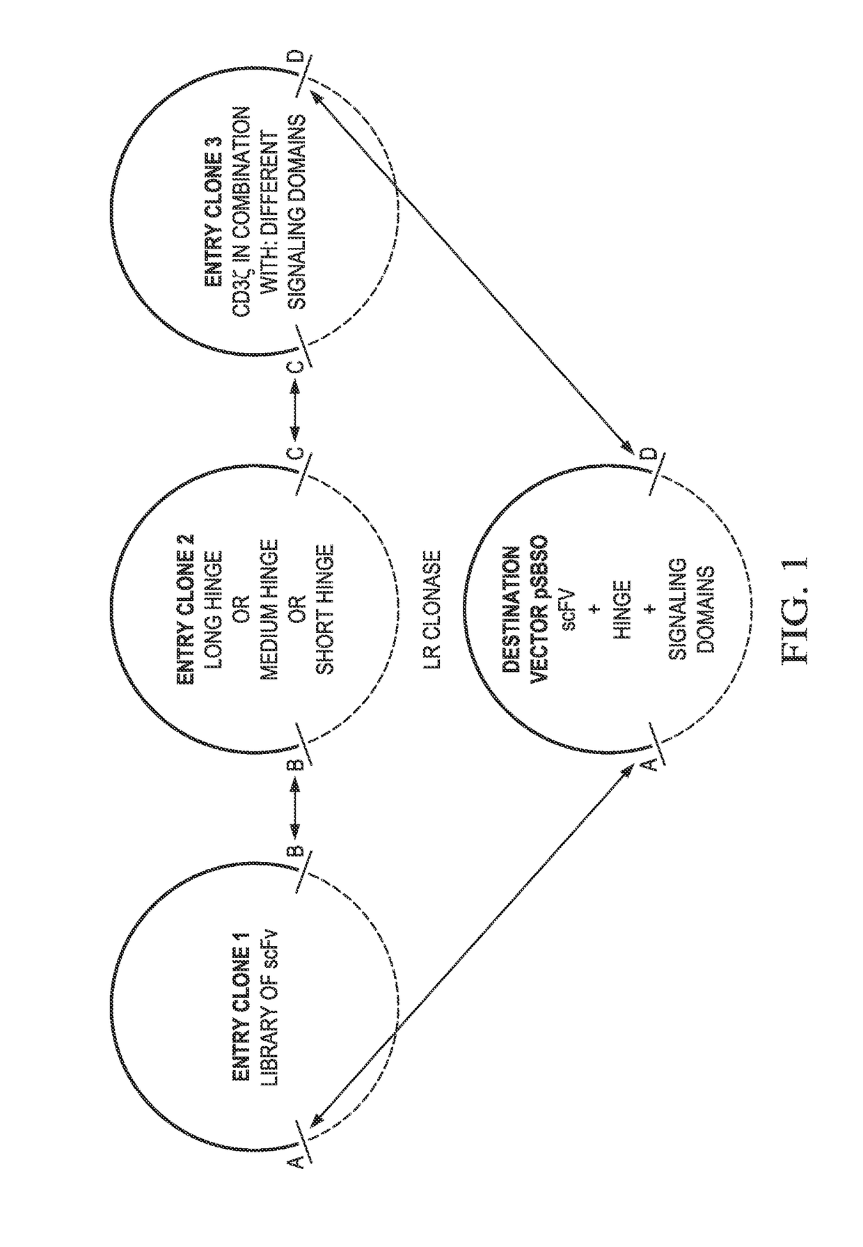 Chimeric antigen receptors and methods of making