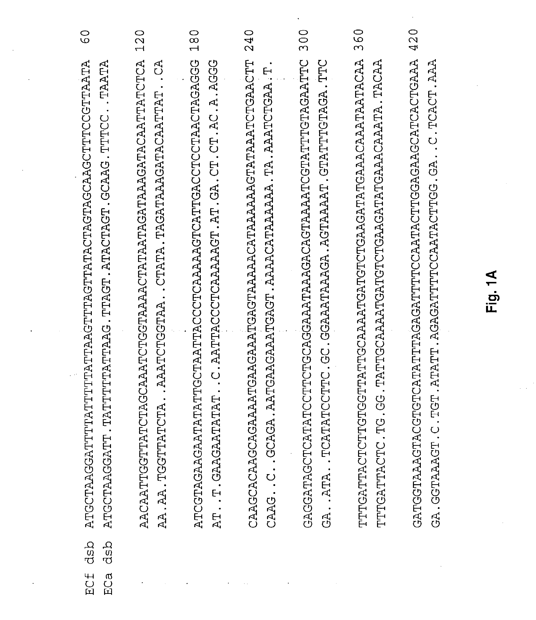 Ehrlichia disulfide bond formation proteins and uses thereof