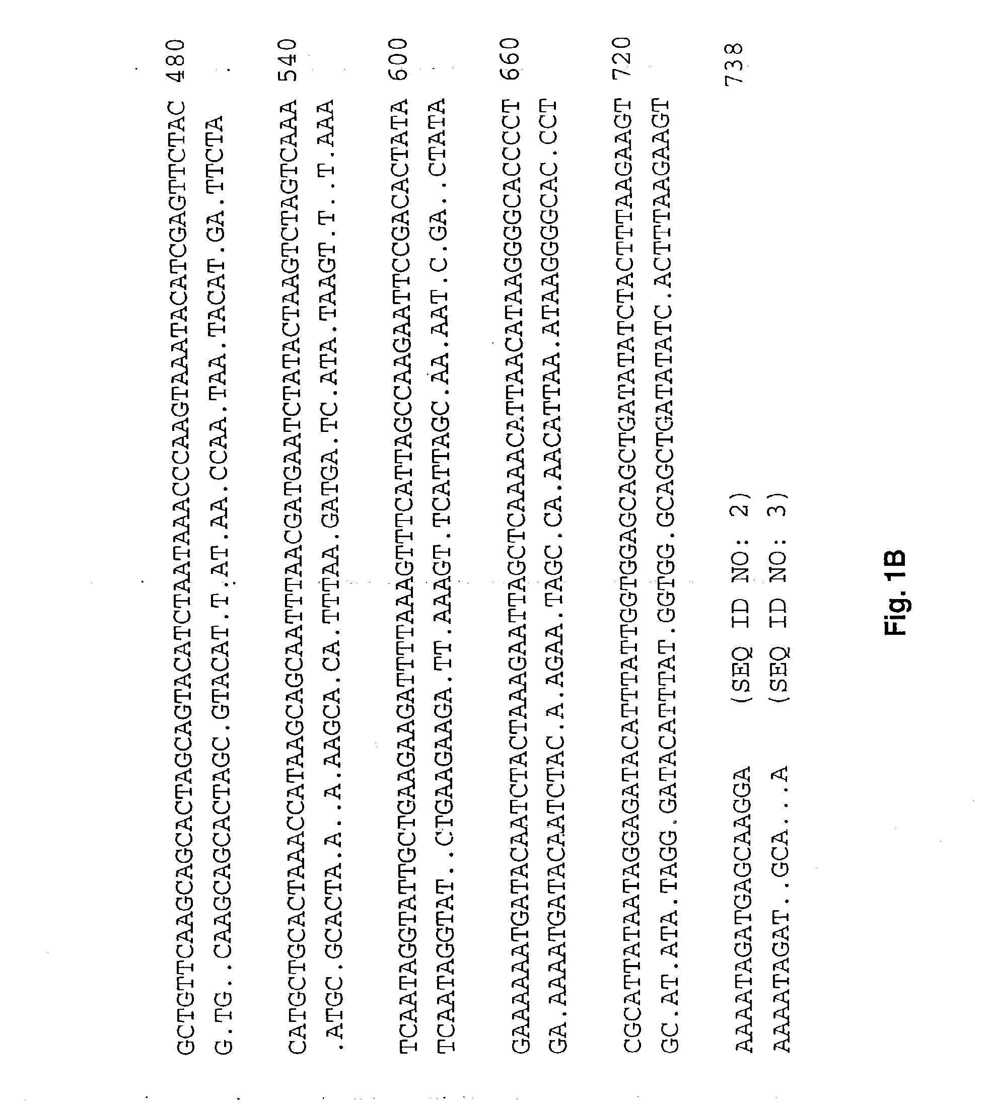 Ehrlichia disulfide bond formation proteins and uses thereof
