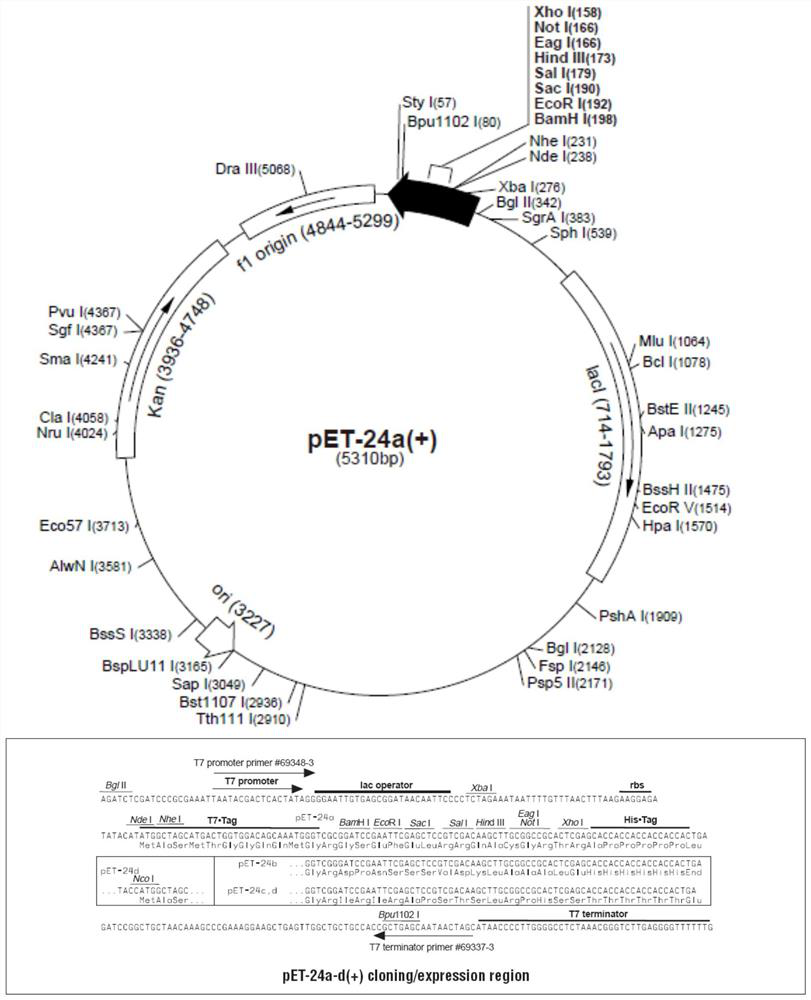 Protein sequence 17e11 and its use