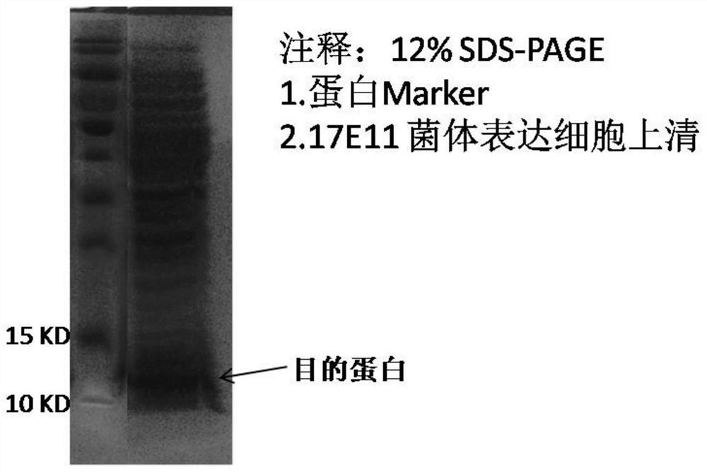 Protein sequence 17e11 and its use