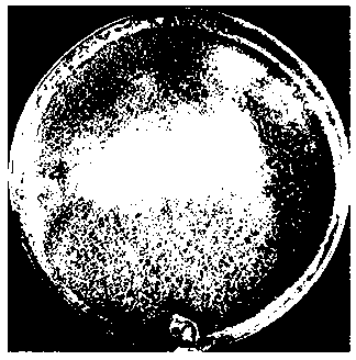 Trichoderma asperellum strain