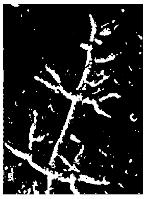 Trichoderma asperellum strain