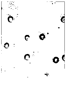 Trichoderma asperellum strain