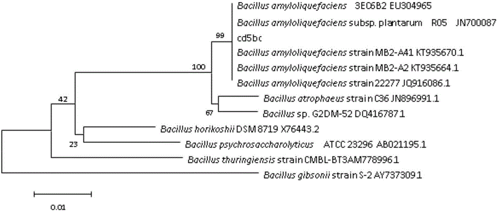 Bacillus amyloliquefaciens cd5bc and application thereof