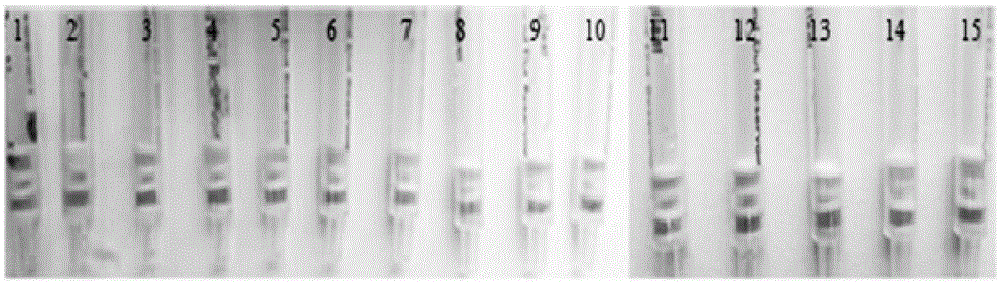 Immunoaffinity gel detection column for detecting enrofloxacin and preparation method thereof
