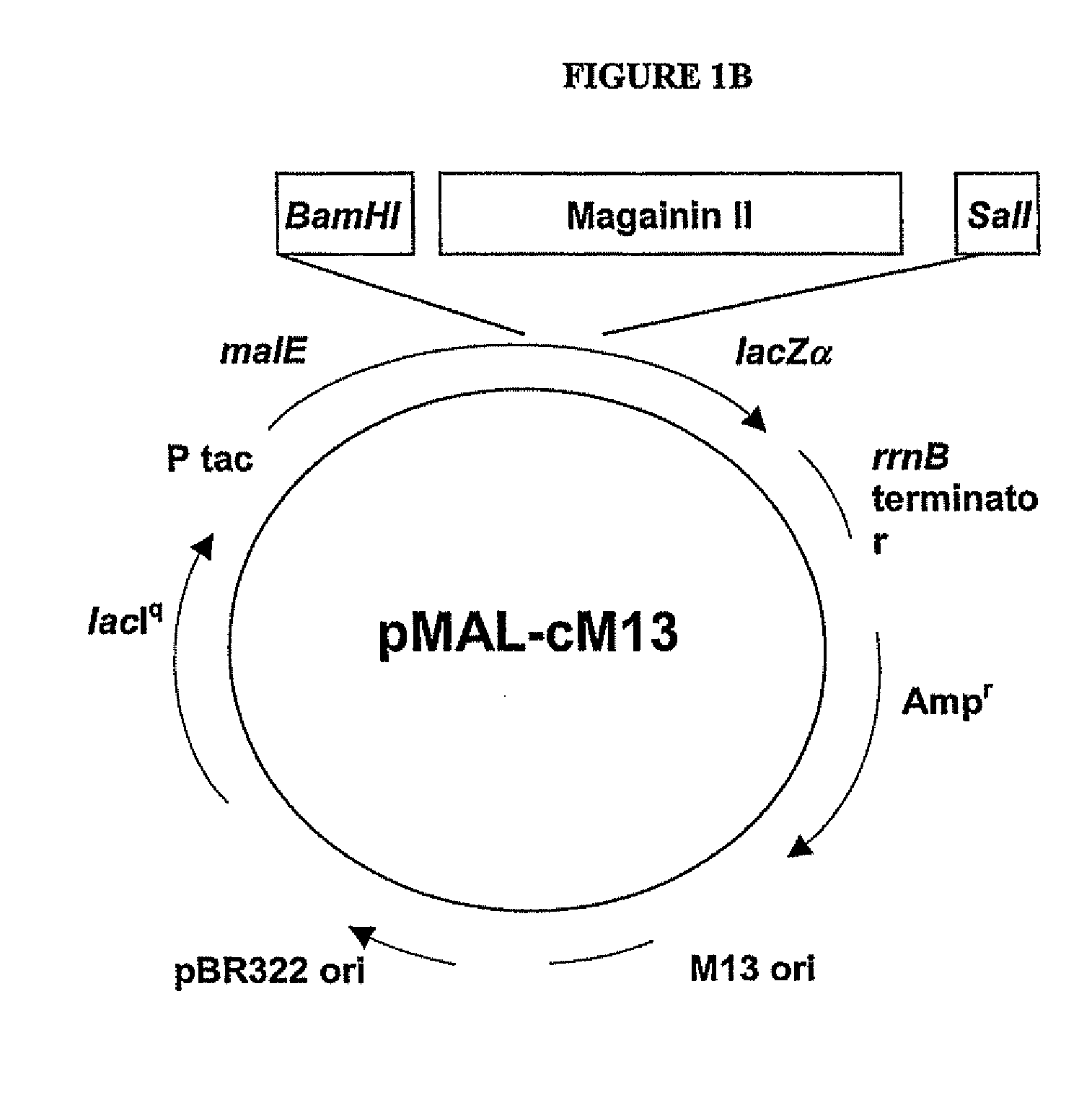 Methods and Compositions for Increasing Membrane Permeability