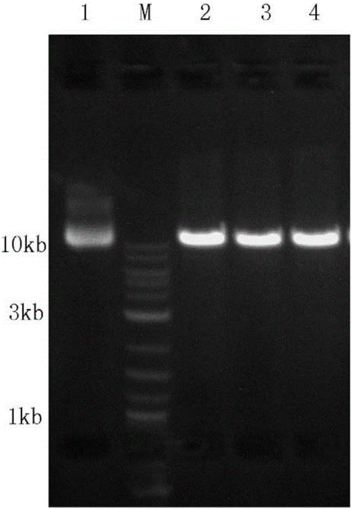 Gene knockout carrier and gene knockout method of NLRP1 gene of MH7A cell