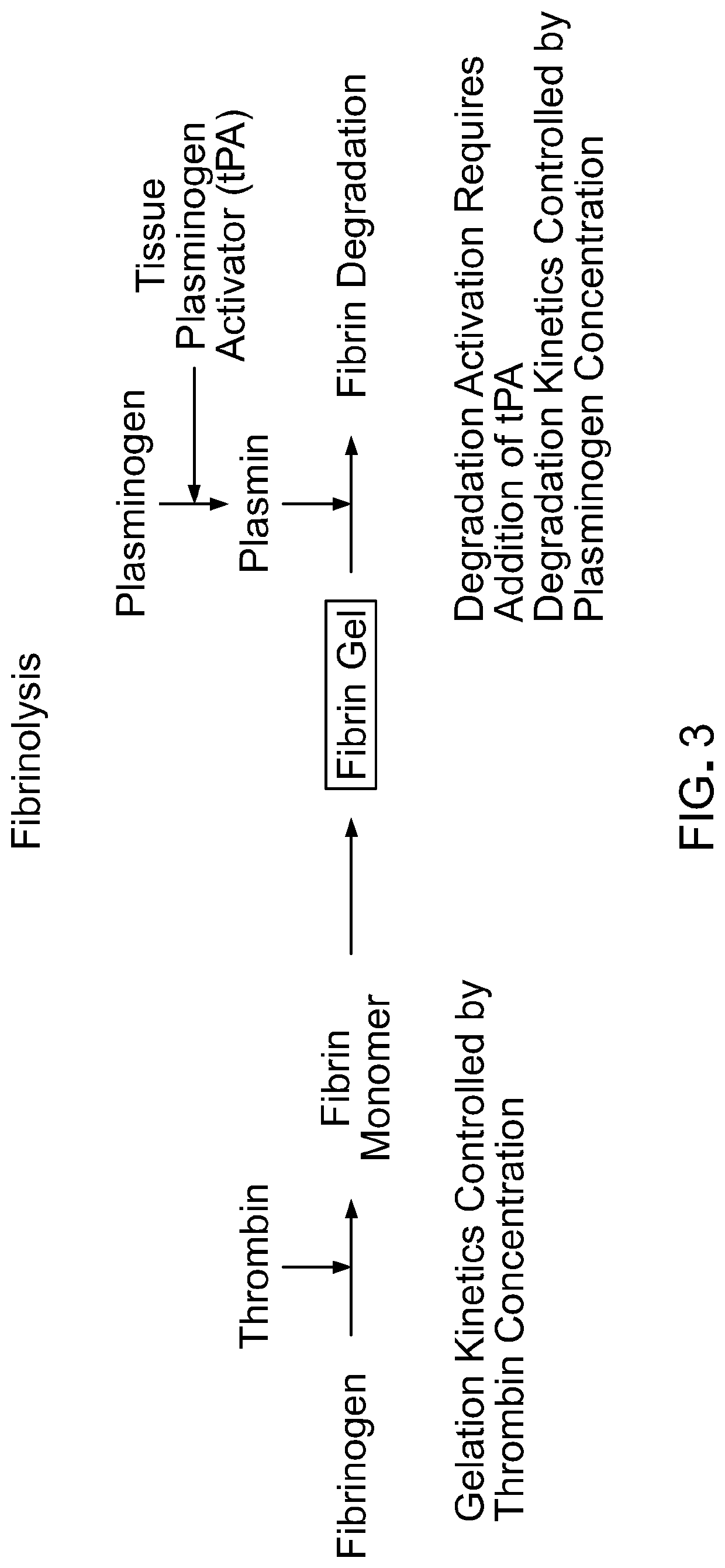Methods and materials for using fibrin supports for retinal pigment epithelium transplantation
