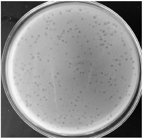 Vibrio mimicus phage QY-1 with variety-crossing cracking characteristic, preparation method and application thereof