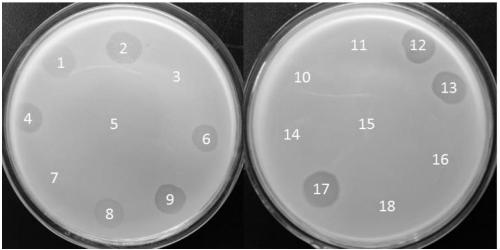 Vibrio mimicus phage QY-1 with variety-crossing cracking characteristic, preparation method and application thereof