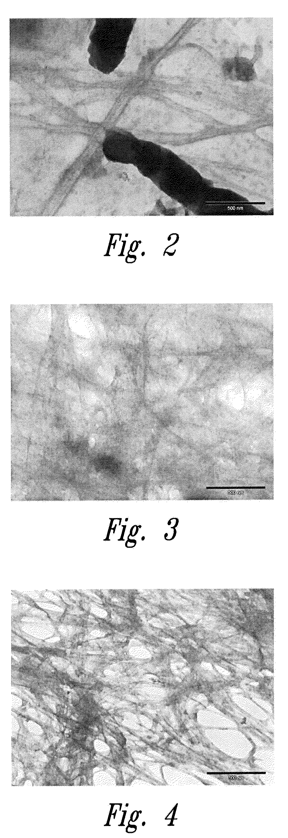 Method of in situ bioproduction and composition of bacterial cellulose nanocomposites