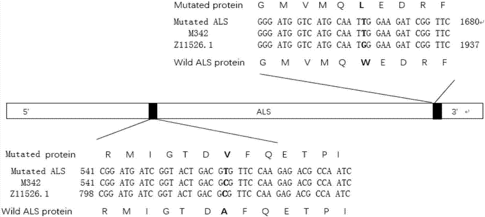 Rape multiple ALS (acetolactate synthase) inhibitor type herbicide-resistant gene based on in-vitro site-specific mutagenesis and application