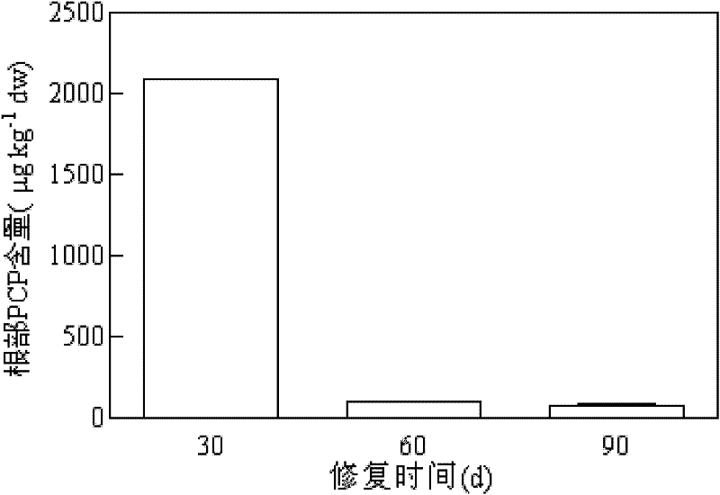 Method for removing toxic organic pollutants from sediment by using plant
