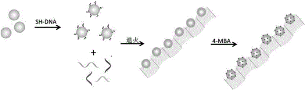 Method of assembling nano necklace based on DNA nanoribbon templating and gold particles