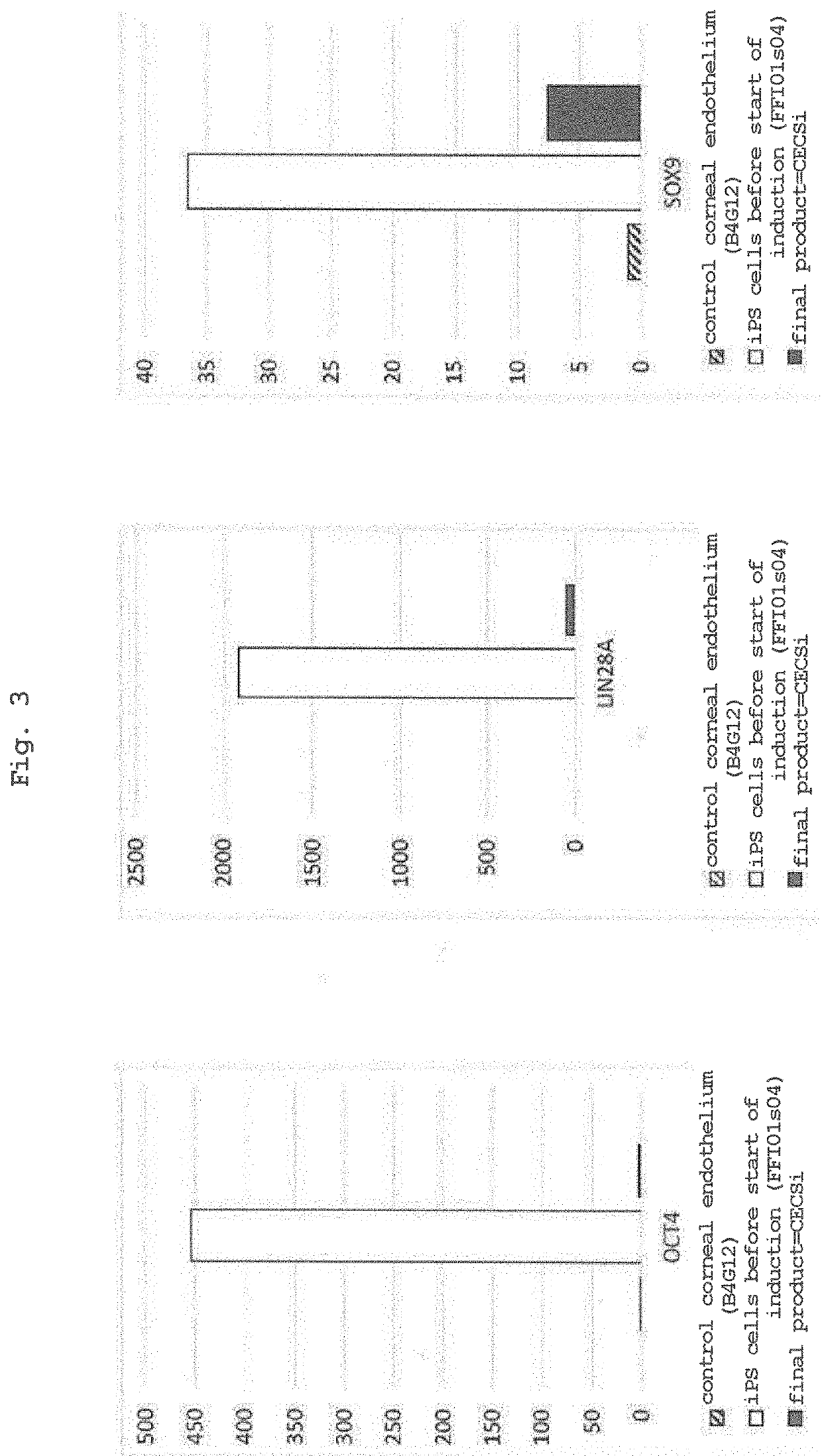 METHOD FOR DERIVING CORNEAL ENDOTHELIUM REPLACEMENT CELLS FROM iPS CELLS