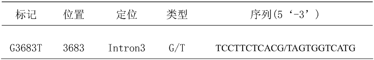 Method and application of buffalo lactation-related gene leptin as a molecular marker