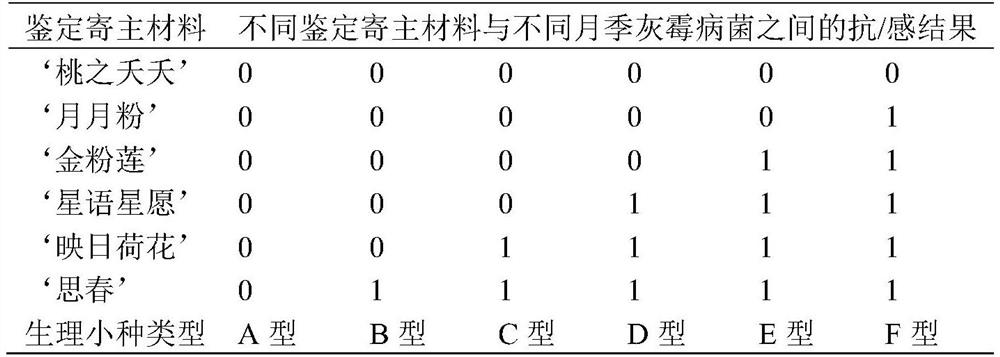 Identification method of Chinese rose botrytis cinerea physiological race