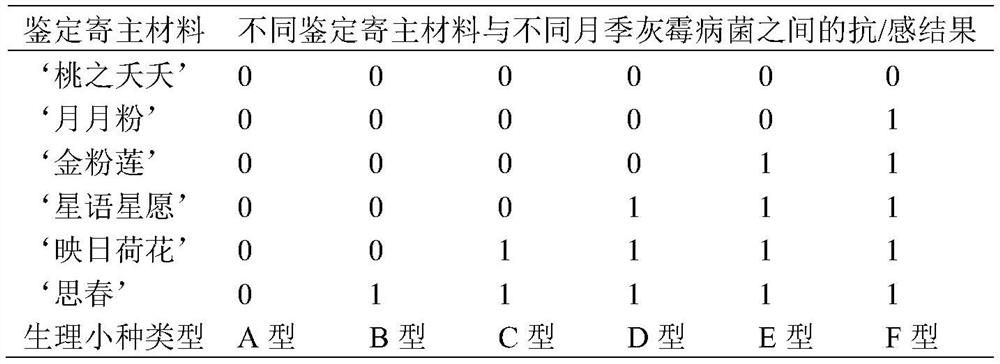 Identification method of Chinese rose botrytis cinerea physiological race
