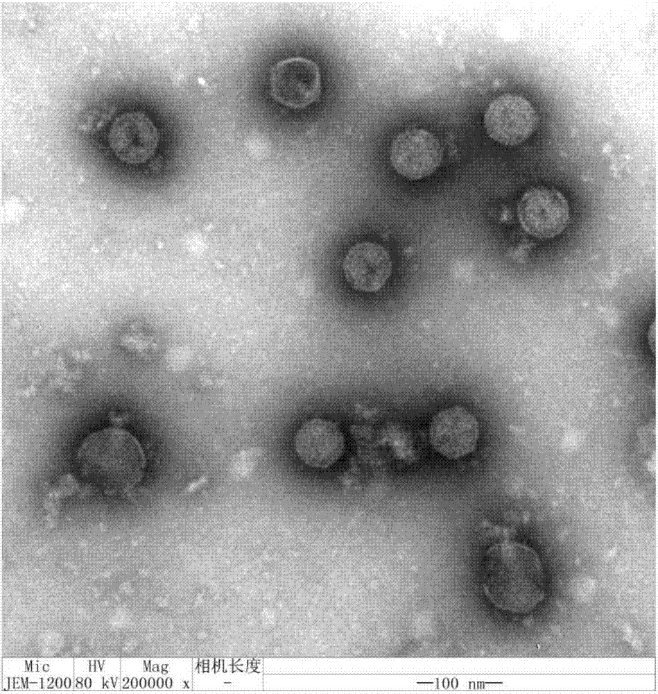 Bacteriophage capable of controlling Salmonella typhimurium and application thereof