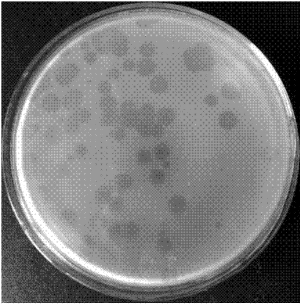 Bacteriophage capable of controlling Salmonella typhimurium and application thereof