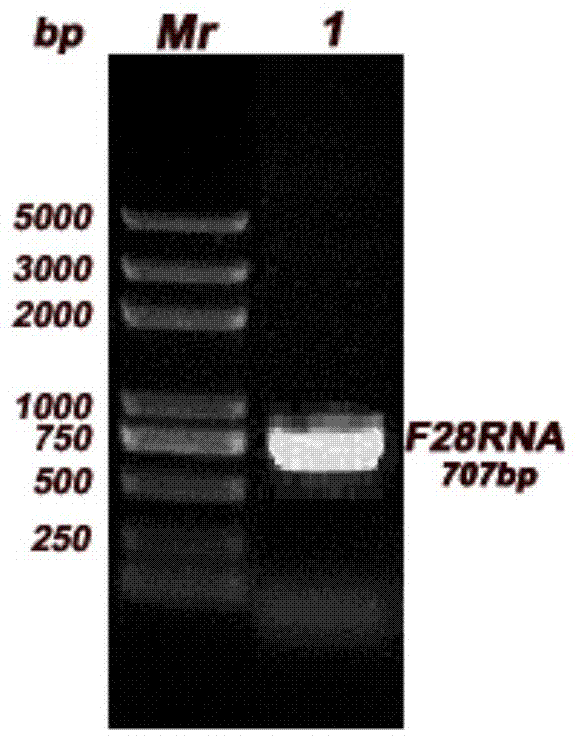Plasmid for detecting activity of ribosome inactivating protein as well as construction method and application of plasmid