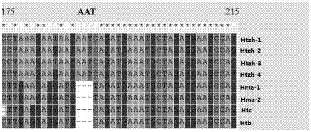 A kind of DNA barcode primer pair, kit and method for identifying Taxus species