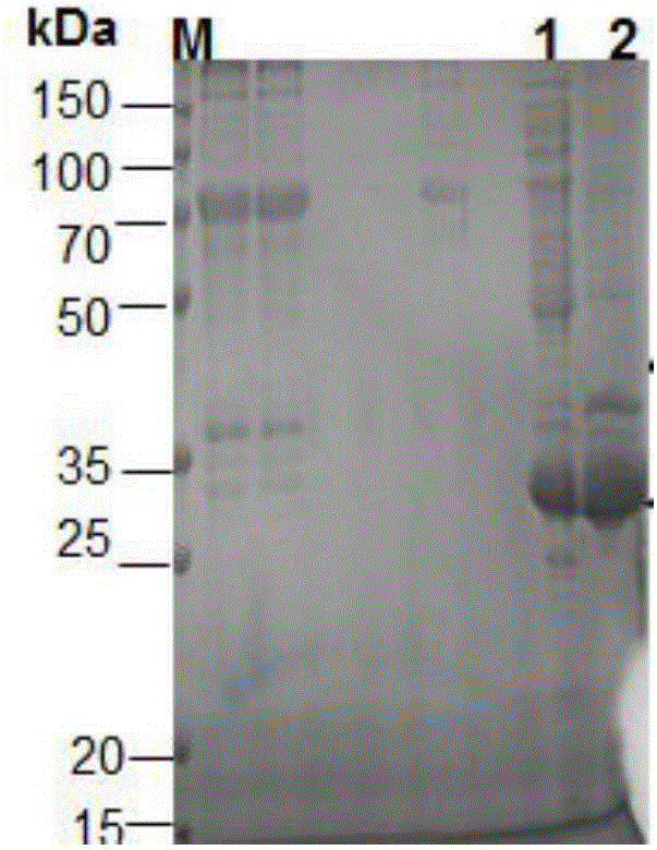Lentinus-tigrinus immunomodulatory protein Fip-lti1 as well as preparation method and application thereof