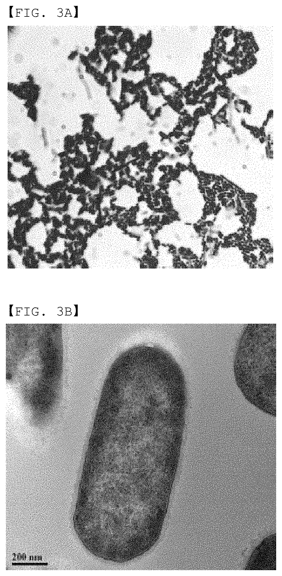 Strain having ability to inhibit obesity and pharmaceutical composition containing same