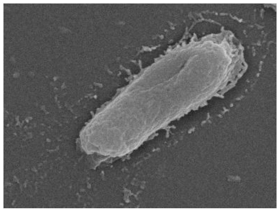 A kind of preparation method of intelligent high-efficiency antibacterial agent based on protein