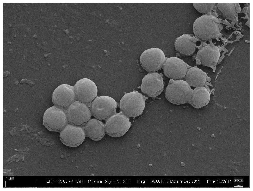 A kind of preparation method of intelligent high-efficiency antibacterial agent based on protein