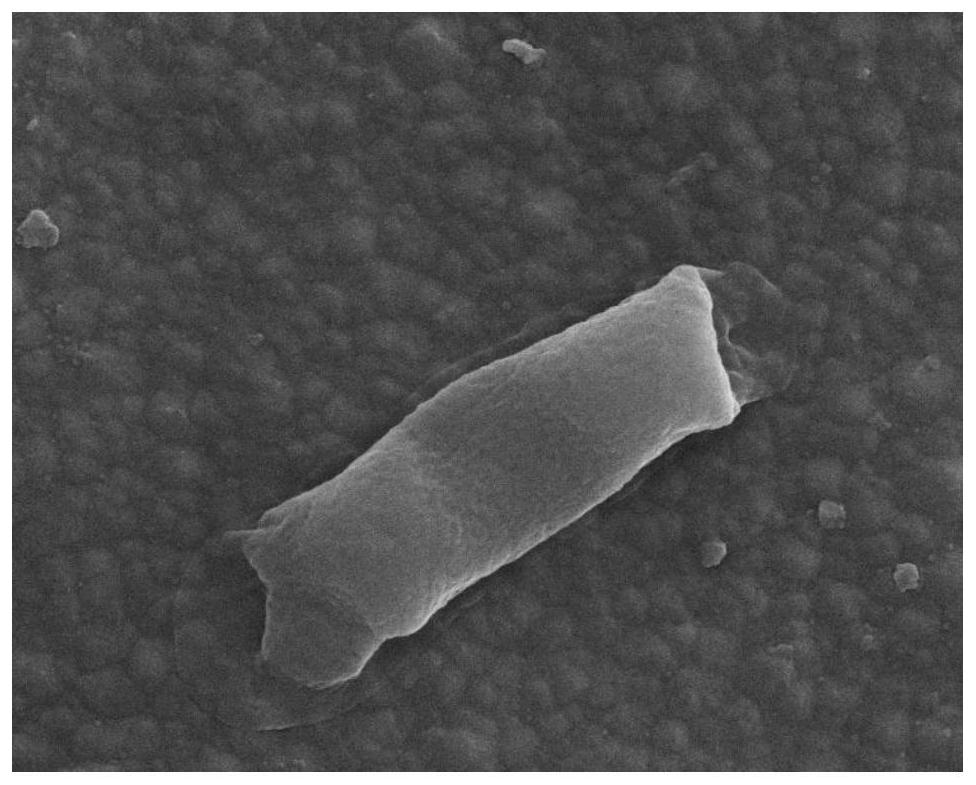 A kind of preparation method of intelligent high-efficiency antibacterial agent based on protein