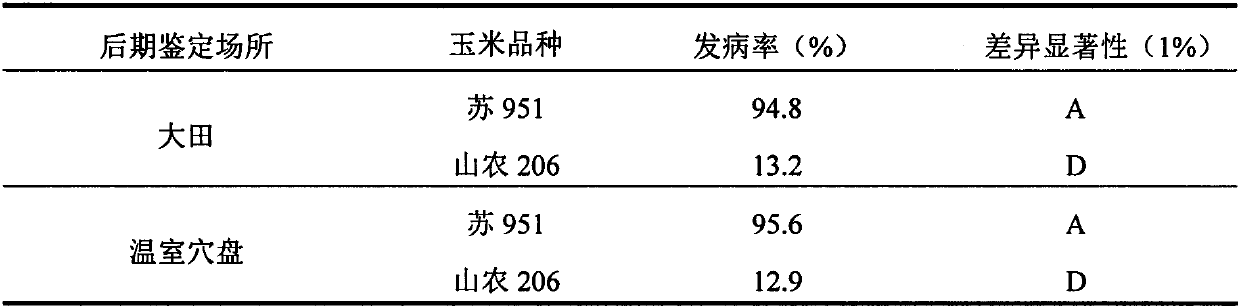 Identification method of artificial inoculation of corn coarse-shrinkage disease by hole-plate soil culture method