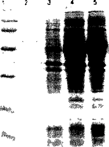 Process for purification preparing DNA optical repairase