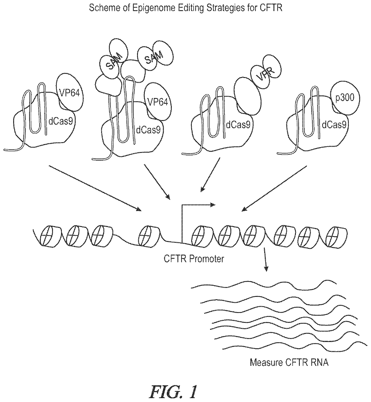 Methods and products for increasing CFTR