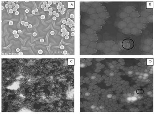 Multiple-capture ligand-modified multilayer nanoparticle flexible scaffold for target cells and its application