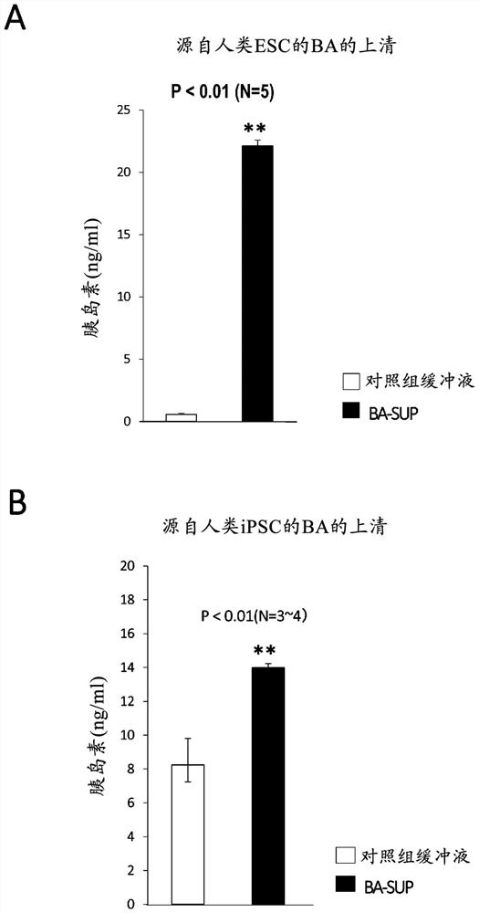 Supernatant of brown adipocytes, method for preparing same and utilization thereof