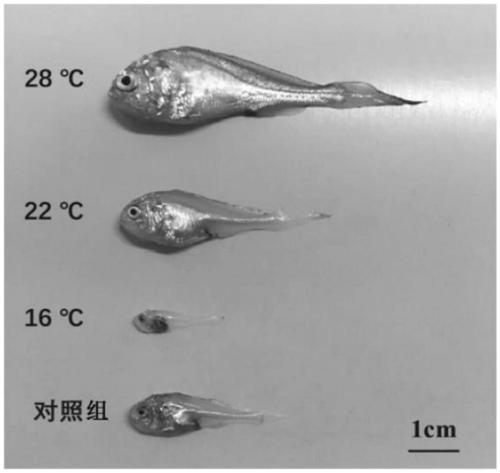 A kind of early propagation and rapid breeding method of small yellow croaker
