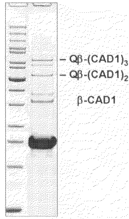 T-Cadherin antigen arrays and uses thereof