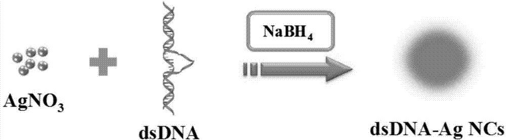 Preparation of water-soluble luminous silver nano cluster with double-stranded DNA as template
