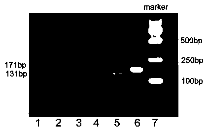 Detection kit for triple negative breast cancer metastasis susceptibility gene TNF-alpha mutation and detection method