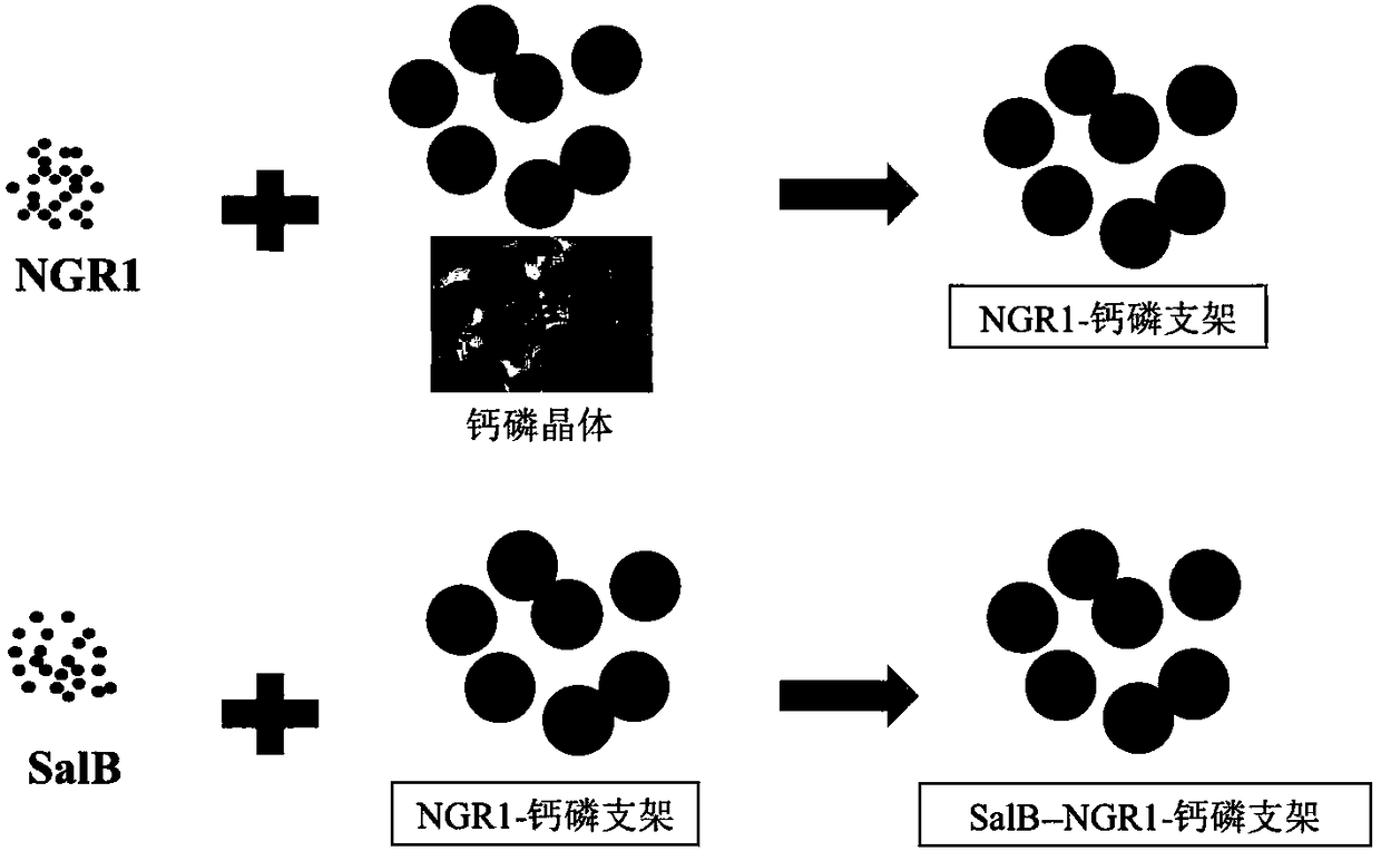 Preparation method of traditional Chinese medicine monomer sequence slow-released calcium-phosphorus support material for osteogenesis and angiogenesis